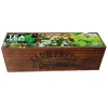 vente chaude Florex Kit Prêt à Pousser – Herbes à Thé 16