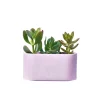 Junny Mini Jardinière En Béton Rose Pastel Meilleur Prix Garanti 16